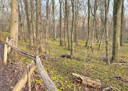 Winterlinge Die Gelbe Pracht In Jena 000012